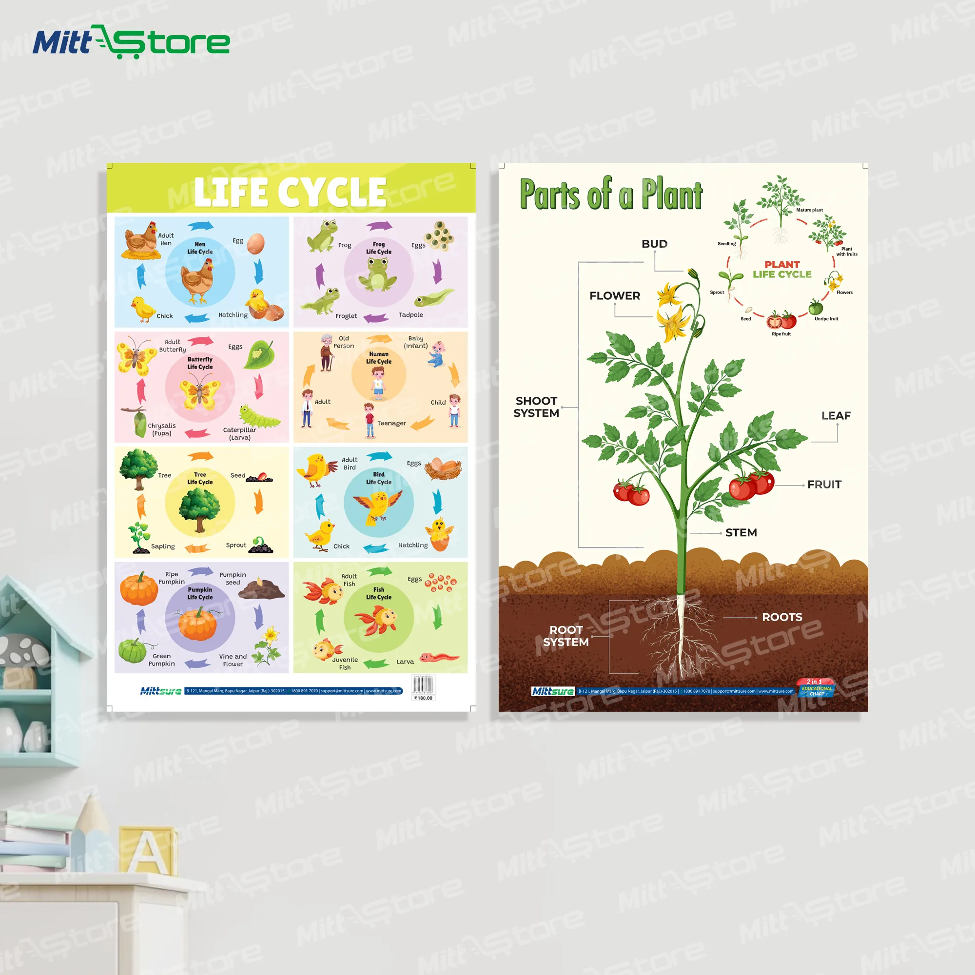 Life Cycle & Parts of a Plant Chart for Kids – Laminated Science Learning Poster | Visual STEM Chart for Preschool & Primary